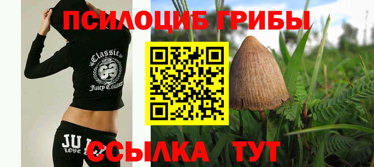 Псилоцибиновые грибы Psilocybe Курчатов